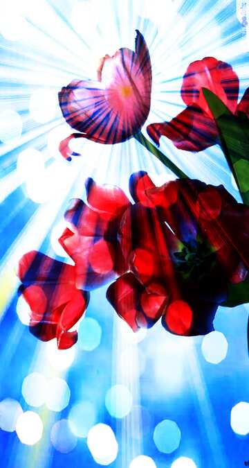 FX №179053 Red Tulips  Background