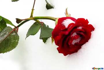 FX №179389 Snowy Rose 
