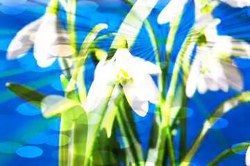 FX №179686 Spring  Flowers background