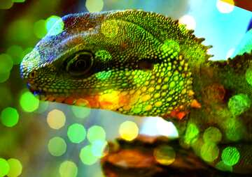 FX №179038  Water agama. bokeh background
