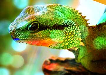 FX №179040  Water agama. Bokeh background