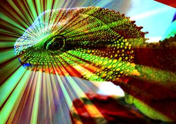 FX №179037  Water agama. Rays sunlight background