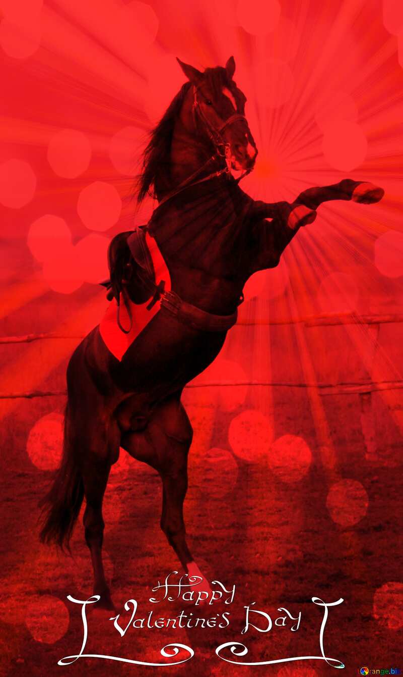 Black Horse standing on hind legs Happy Valentines Day card Red background №1288