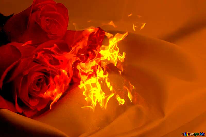  Bouquet  Roses and fire №7244