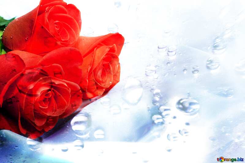  Bouquet  Roses   Rain Drops Background №7244