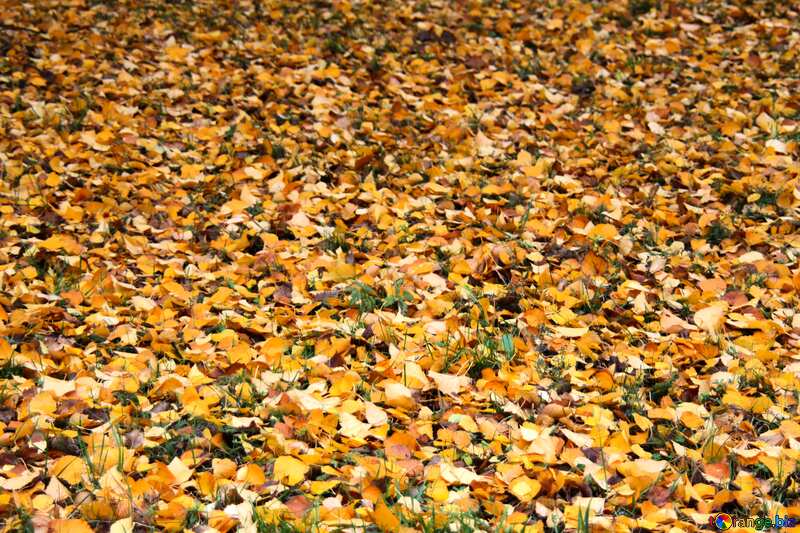  fallen leaves Texture. №3339