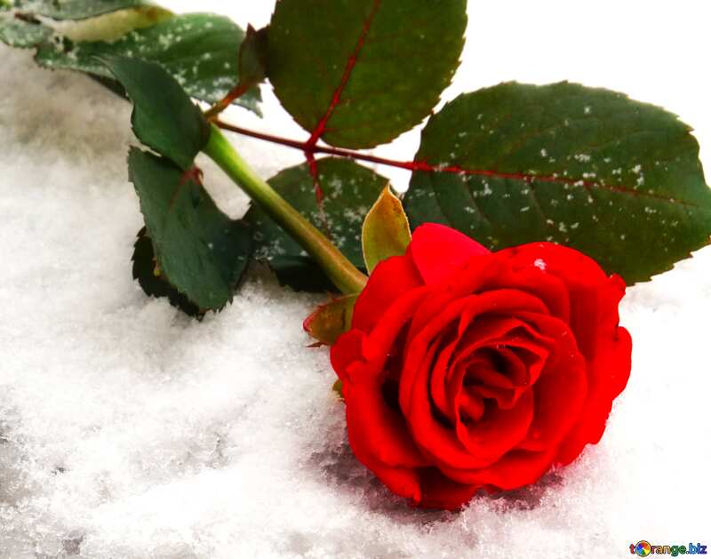Flower Rose on snow №16924
