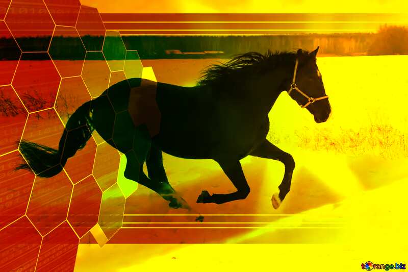  Horse  Infographic Digital Design Template №18191