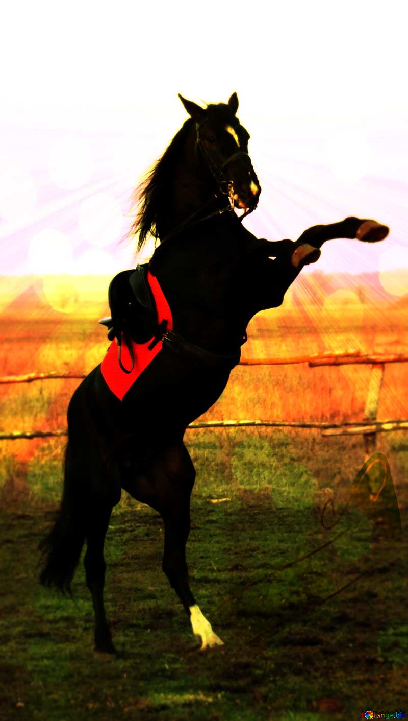 Horse standing background №1288