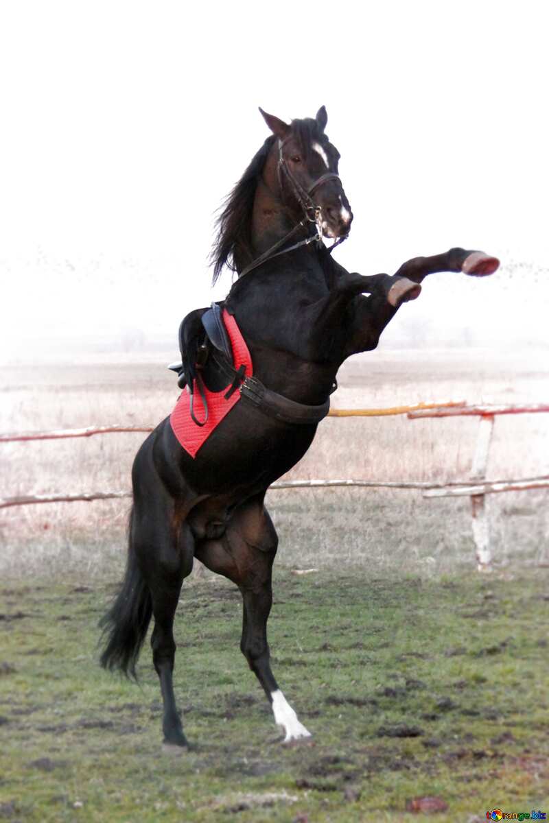 Horse standing on hind legs №1288