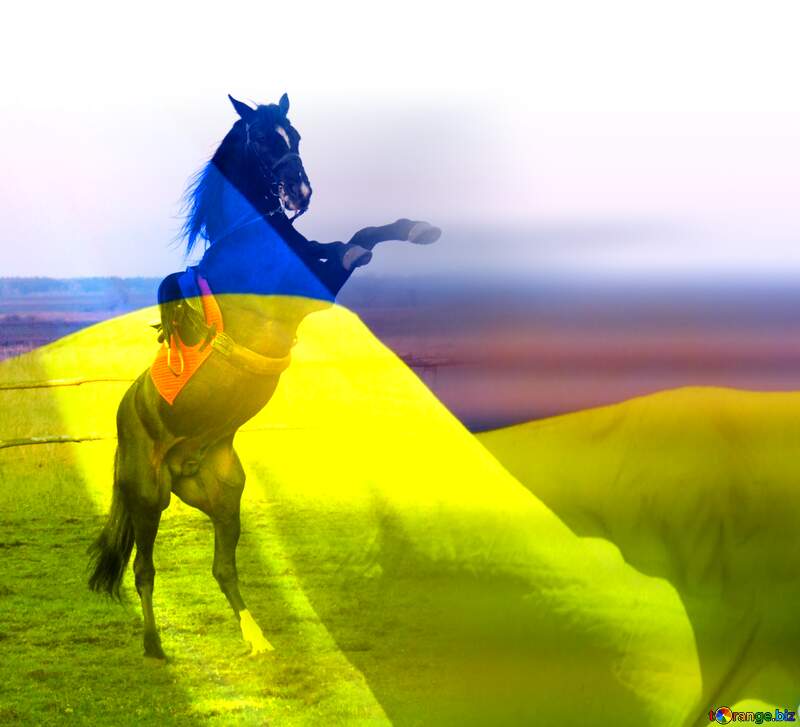 Horse standing on hind legs Ukrainian card background №1288
