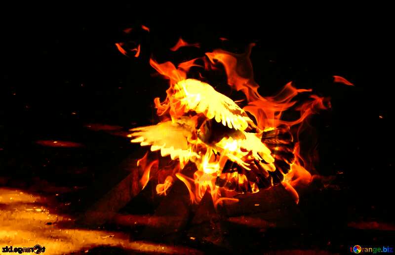  Pigeon flies in fire №42207