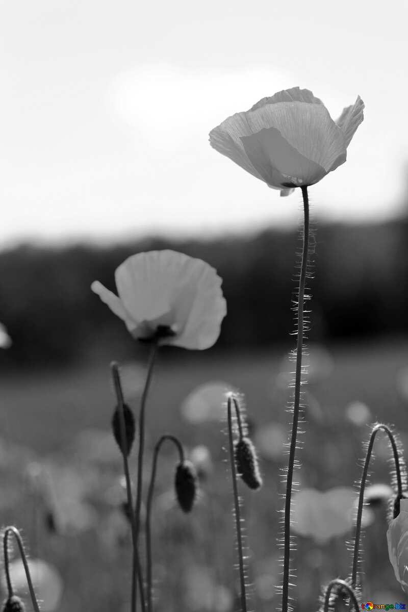 Poppy flower black and white №34230