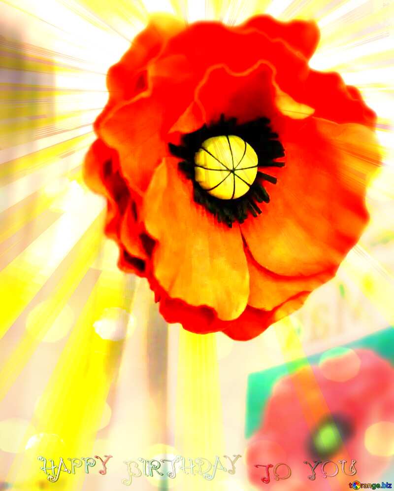 Poppy Flower Happy Birthday Card Background №48631
