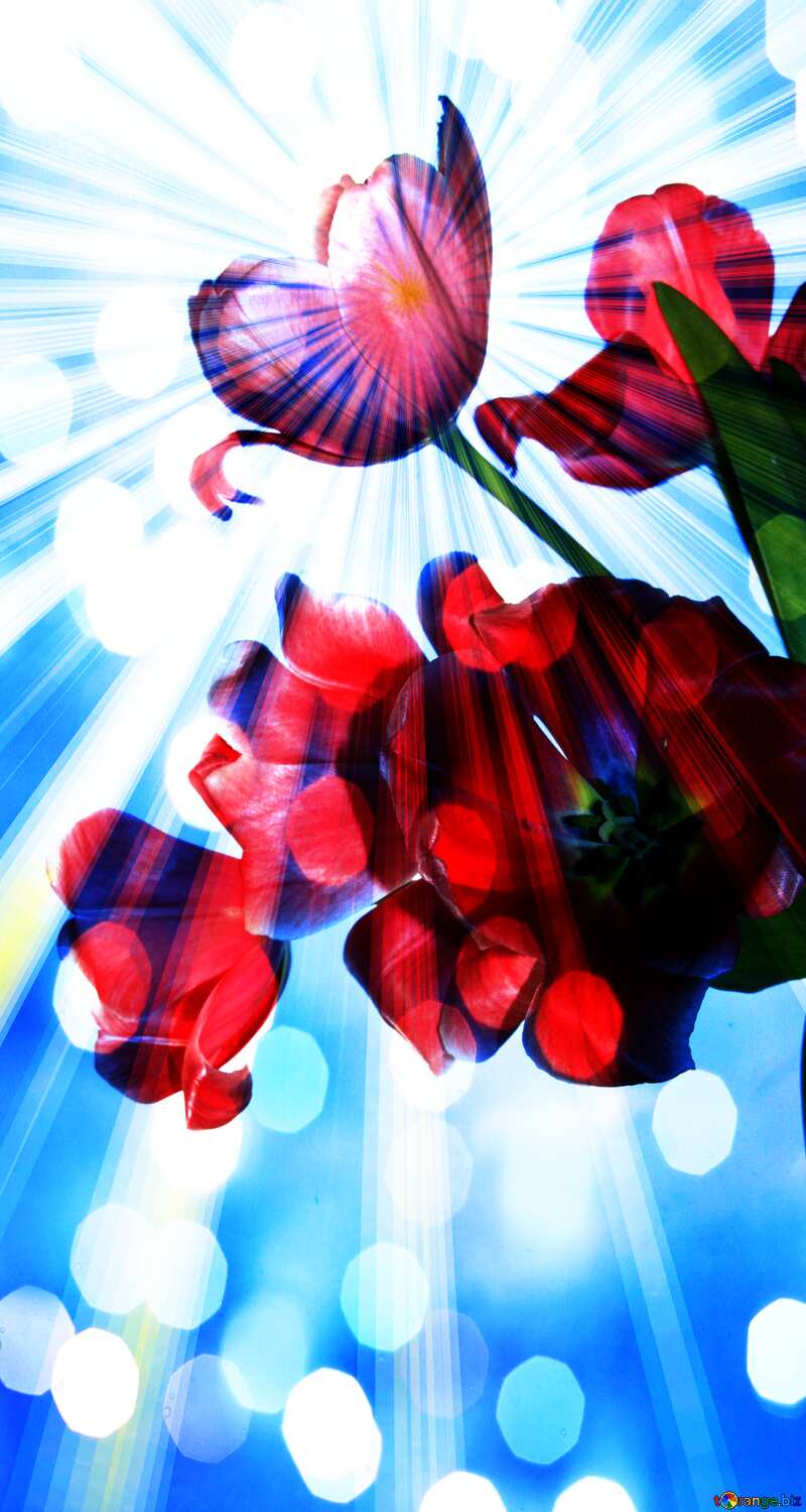 Red Tulips  Background №945
