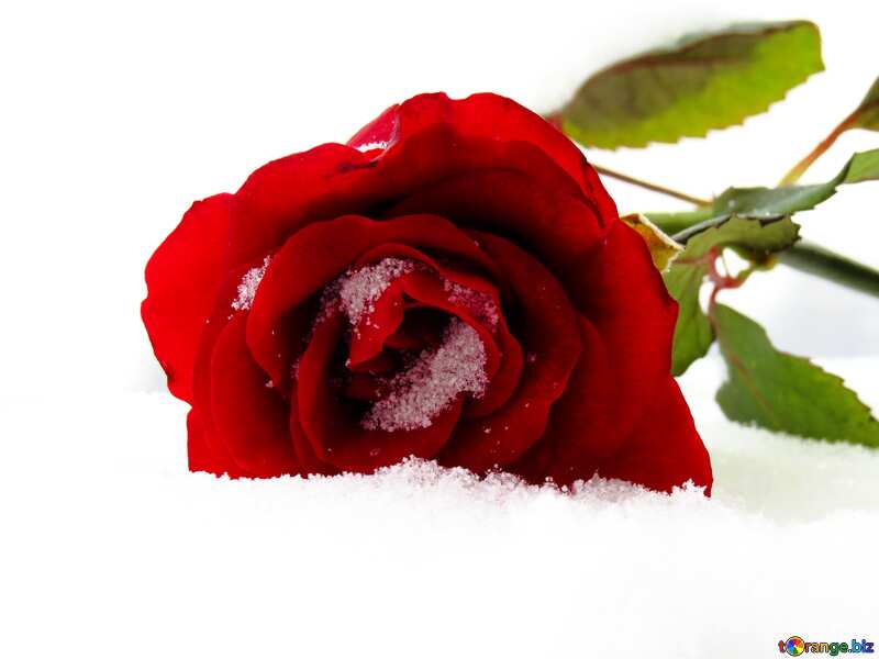 Winter Rose on snow №16944