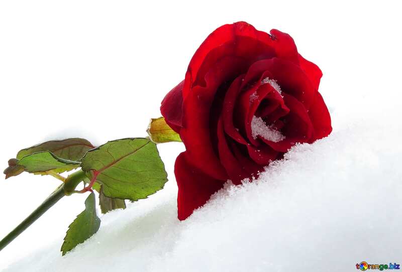 Winter Snowy Rose  №16962