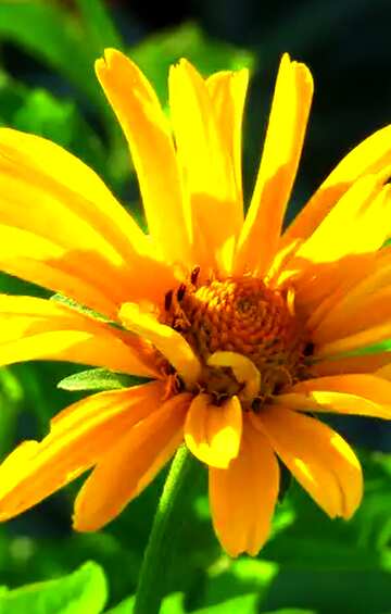 FX №18891 Bright colors. Yellow flower like daisy.