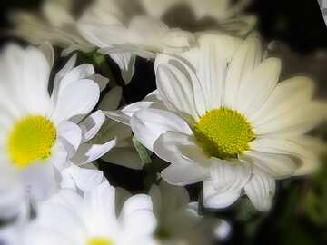 FX №18848 Cover. Bright white flowers.