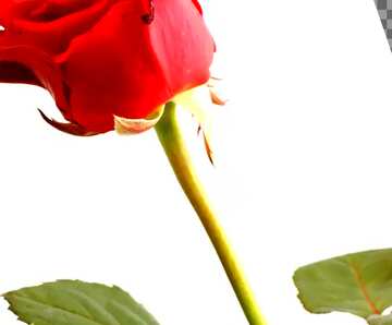 FX №18007 Cover. Flower red rose.