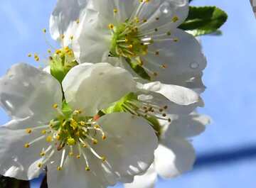 FX №18614 Cover. Flowers of fruit trees.