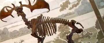 FX №18445 Cover. Prehistoric elk skeleton.