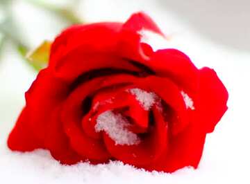 FX №18099 Cover. Red roses in the snow.