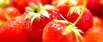FX №18509 Cover. Strawberry picking season.