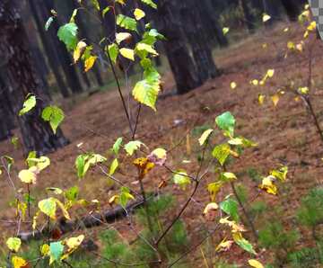 FX №18269 Cover. Young birch in pine forest.