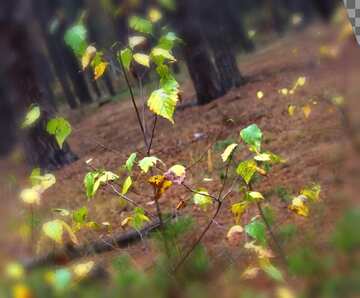 FX №18271 Cover. Young birch in pine forest.