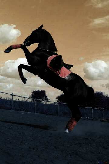 FX №18776 Cyan color. Wallpaper: horse .