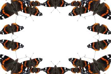 FX №18496 Frame butterfly