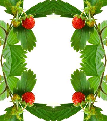 FX №18949 Frame strawberry on white background