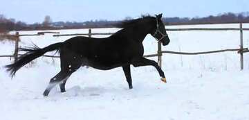 FX №18152 Horse love snow