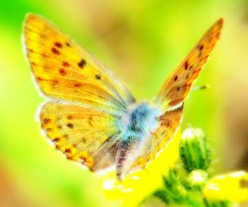 FX №18439 Image for profile picture Beautiful butterfly.