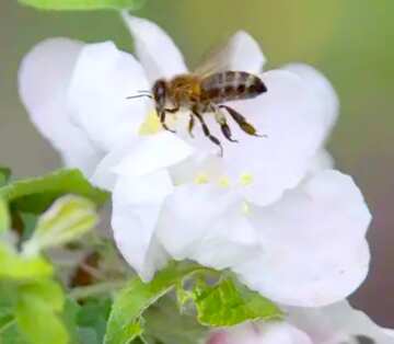 FX №18303 Image for profile picture Bee flies to the flower.