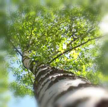 FX №18518 Image for profile picture Birch tree.