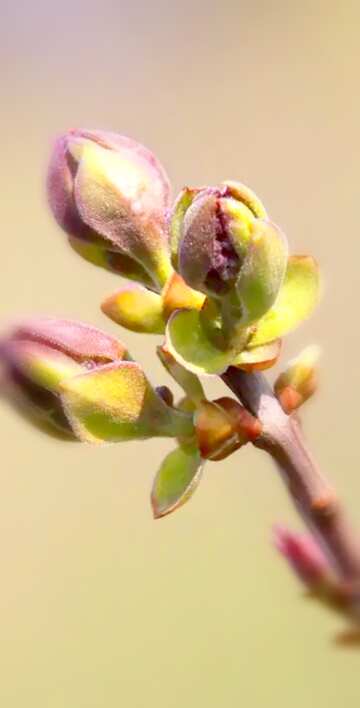FX №18092 Image for profile picture Blossoming flower buds of lilac.