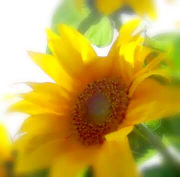 FX №18369 Image for profile picture Bouquet of sunflowers.