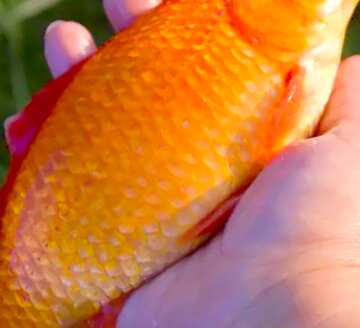FX №18342 Image for profile picture Catch Gold Fish.