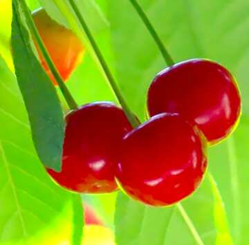 FX №18818 Image for profile picture Cherry juice.