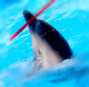 FX №18766 Image for profile picture Circus dolphin.