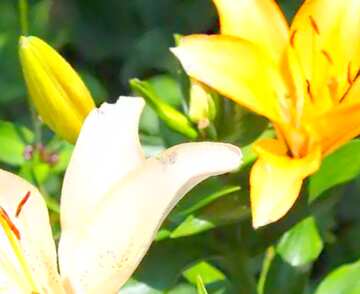 FX №18381 Image for profile picture Different lilies.