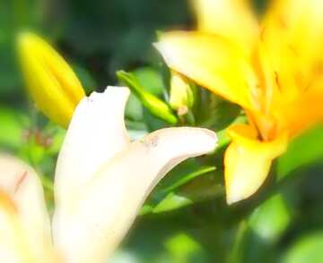 FX №18382 Image for profile picture Different lilies.