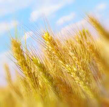 FX №18918 Image for profile picture Field of wheat.