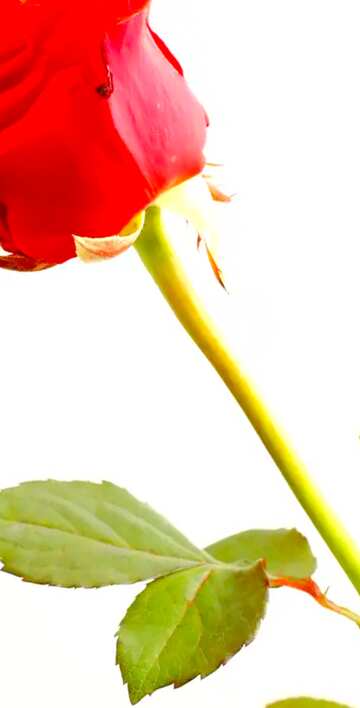 FX №18005 Image for profile picture Flower red rose.
