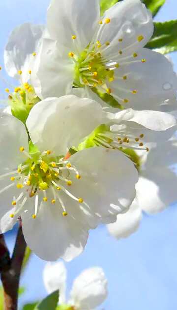 FX №18613 Image for profile picture Flowers of fruit trees.