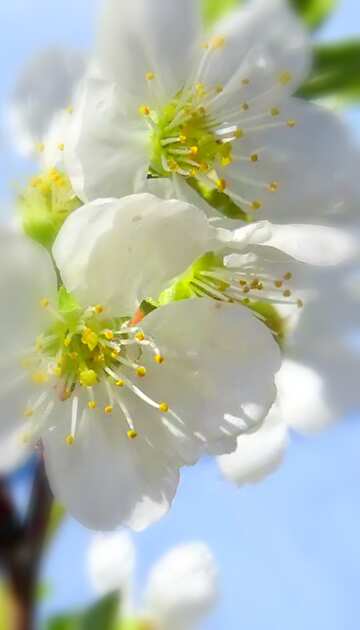 FX №18615 Image for profile picture Flowers of fruit trees.