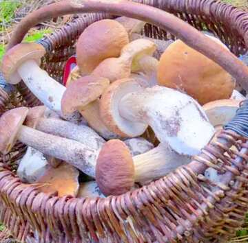 FX №18567 Image for profile picture Full basket of ceps.