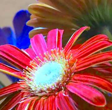 FX №18420 Image for profile picture Gerbera in bouquet.